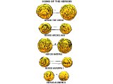Coins of various Herods mentioned in the Bible: Herod the Great, Herod Archelaus, Herod Antipas, Herod Agippa I & II
